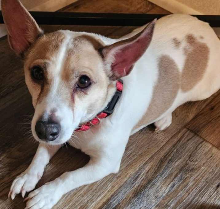 Photo of Hank