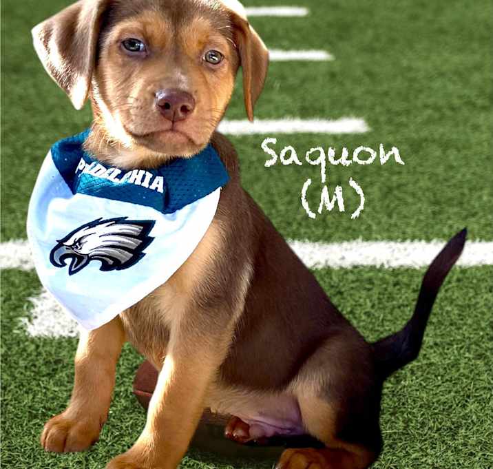 Photo of Saquon