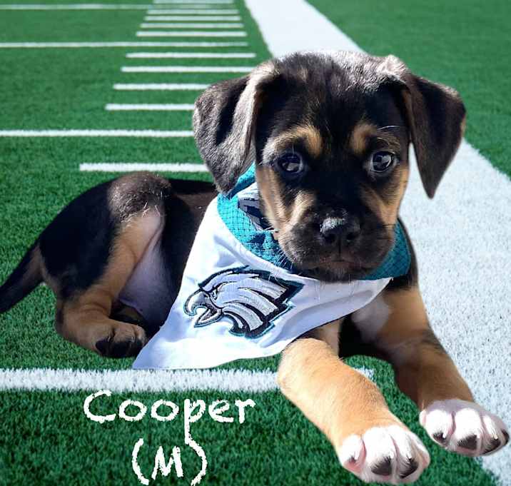 Photo of Cooper
