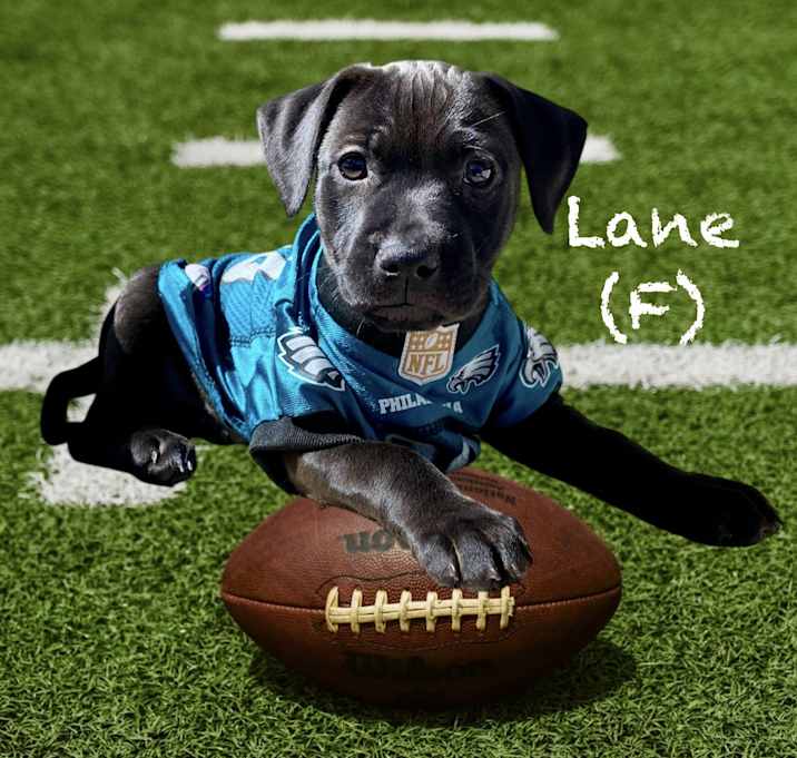 Photo of Lane