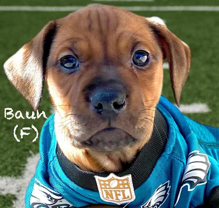 Photo of Baun