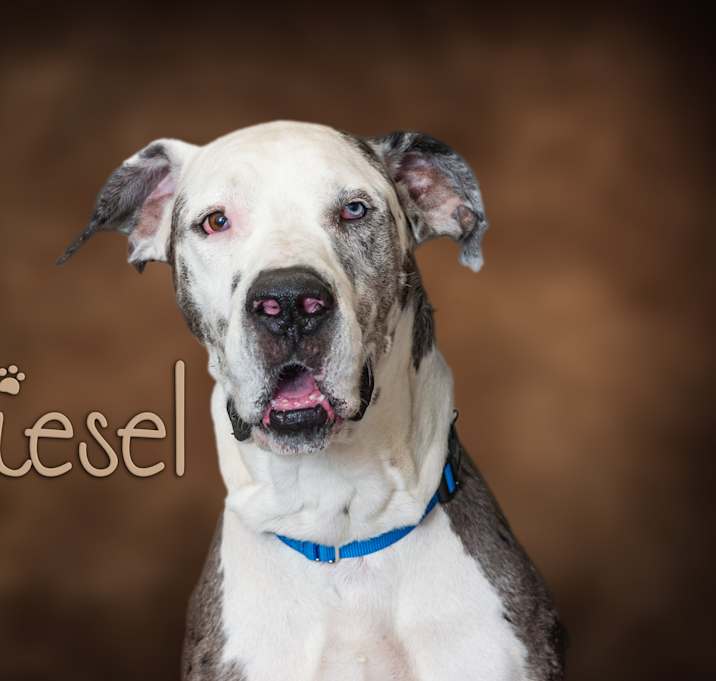 Photo of Diesel