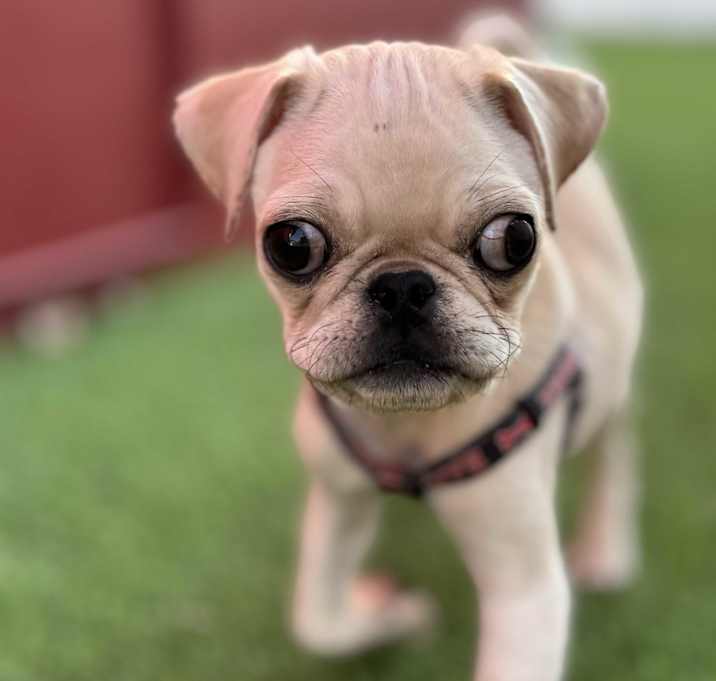 Photo of Squish