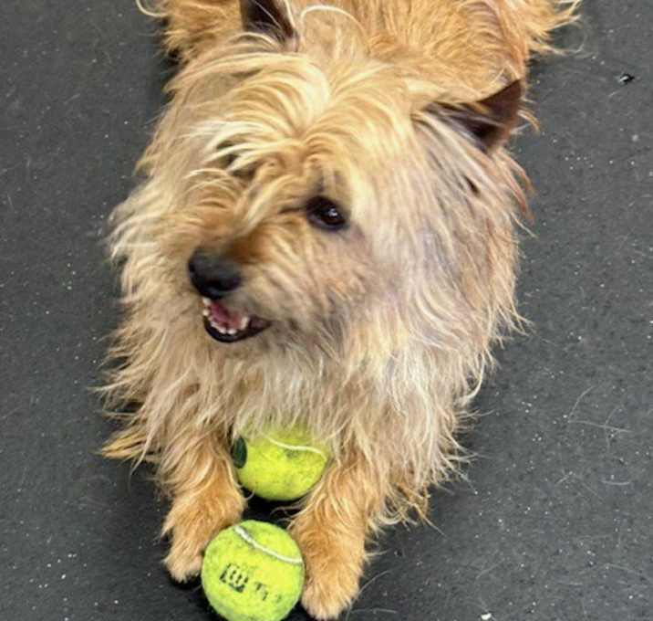 Photo of Pete-adoption pending