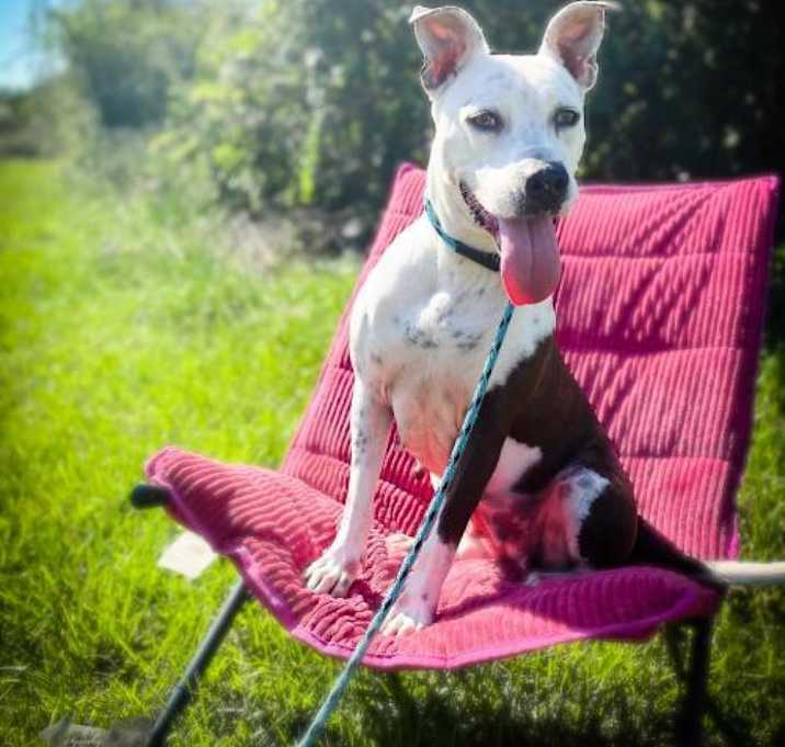 Photo of Sadie