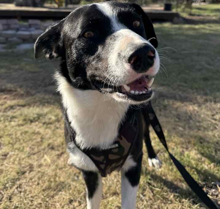 Photo of Milo