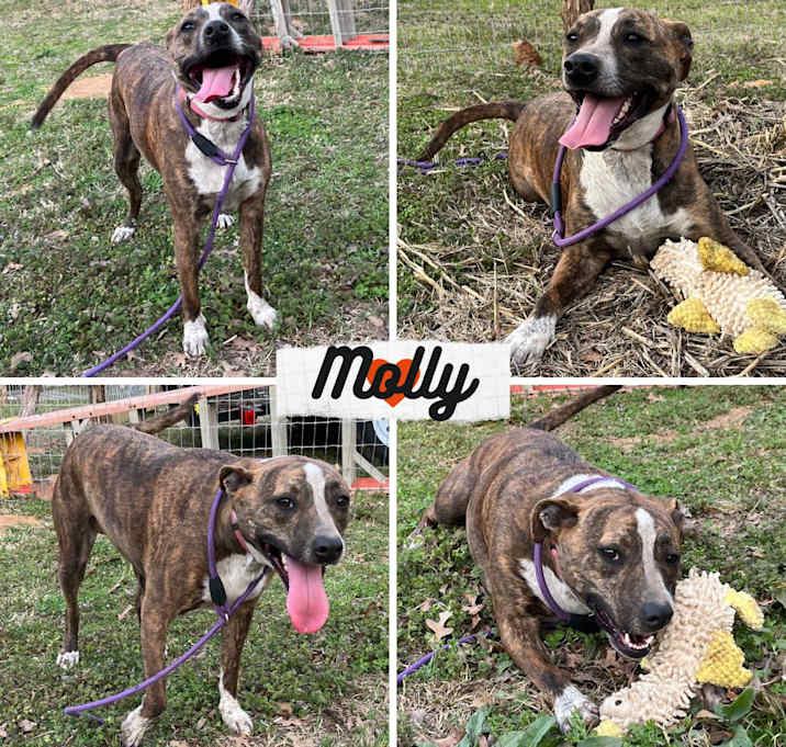 Photo of Molly