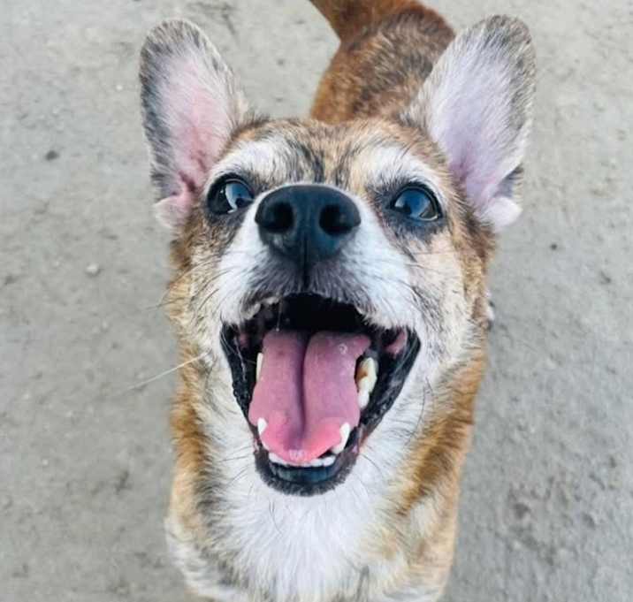 Photo of Brownie