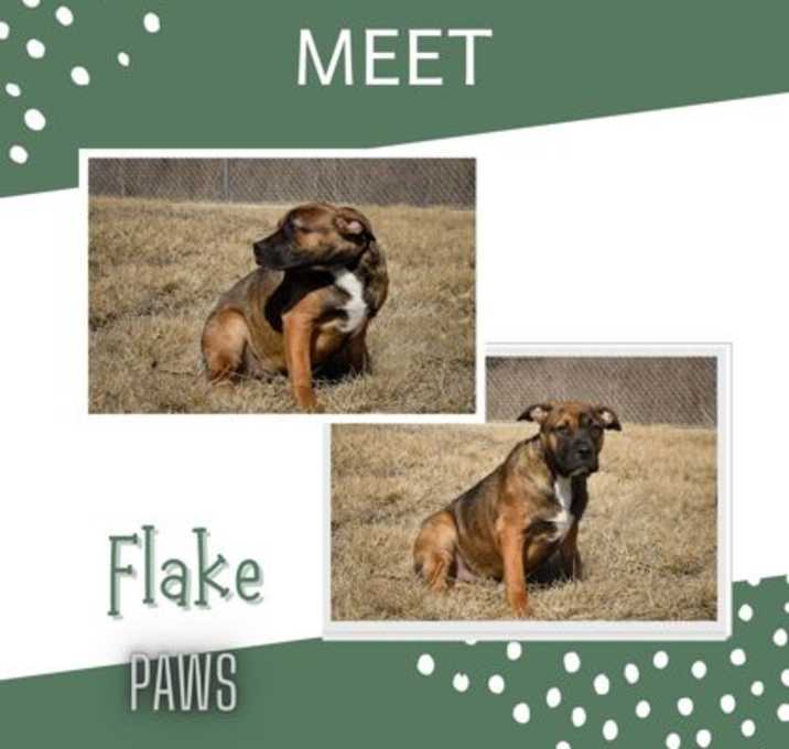 Photo of Flake