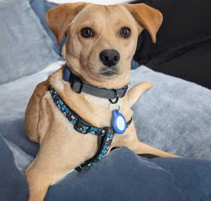 Photo of Romeo