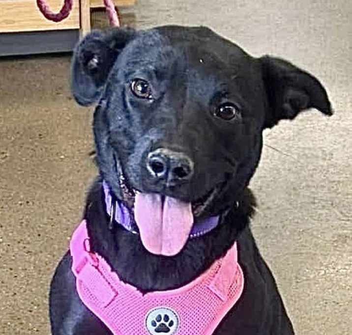 Photo of Onyx