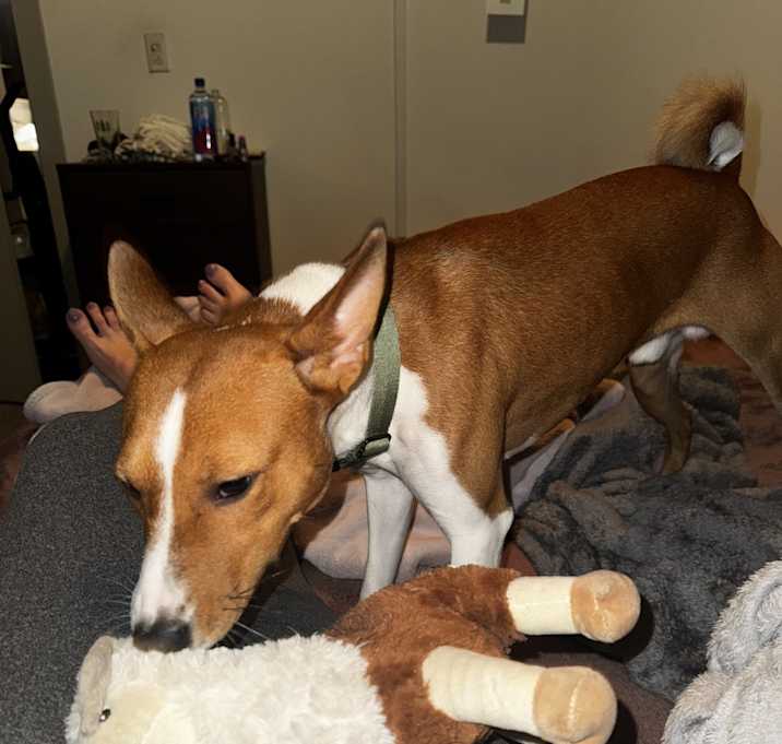 Photo of Benji