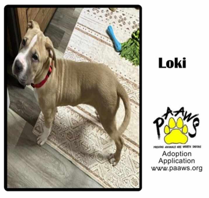 Photo of Loki