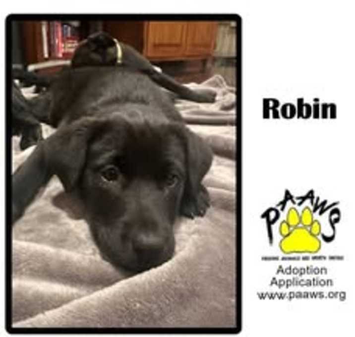 Photo of Robin