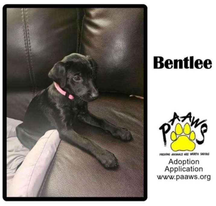 Photo of Bentlee