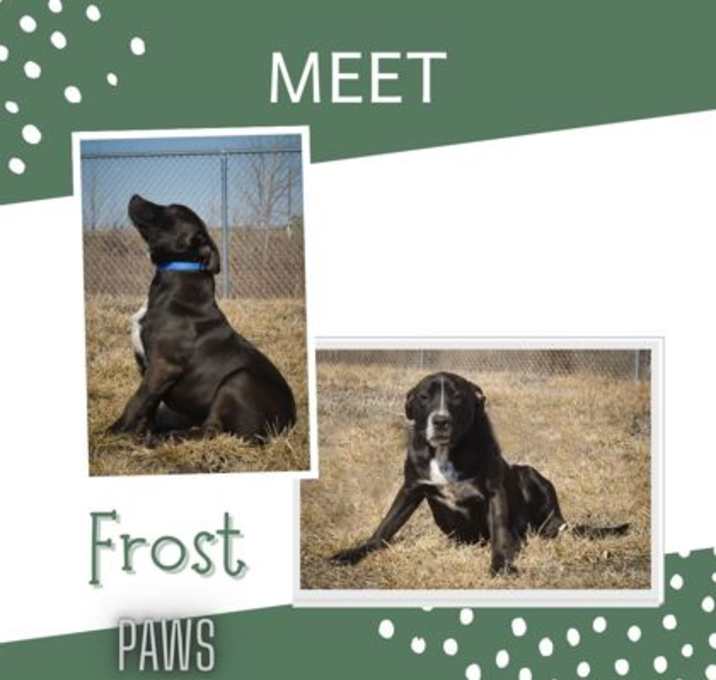 Photo of Frost