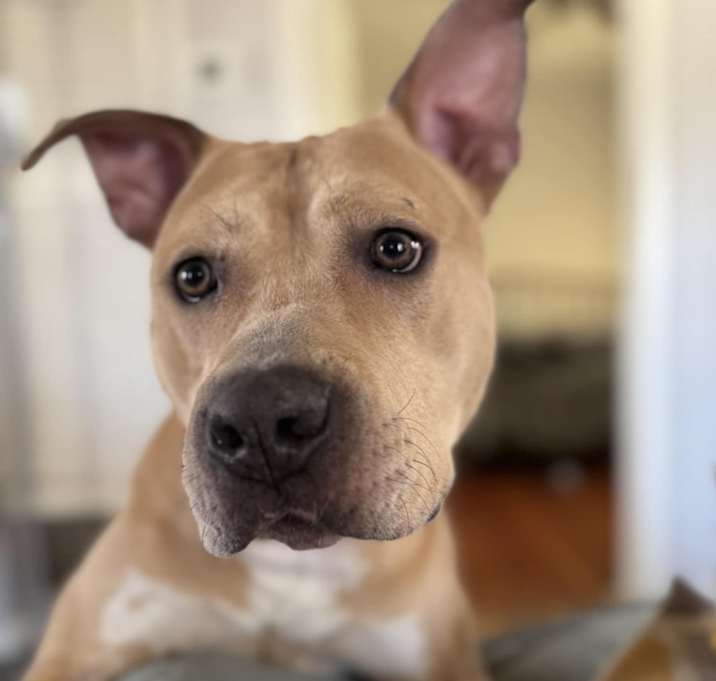 Photo of Honey