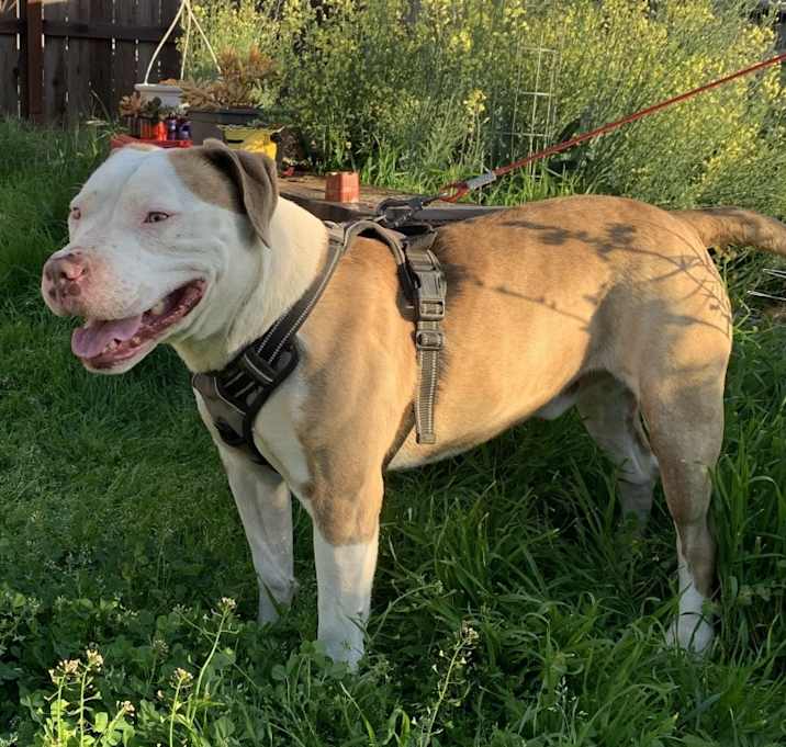 Photo of Chevy