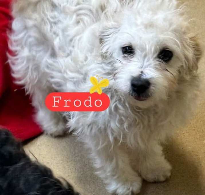 Photo of Frodo