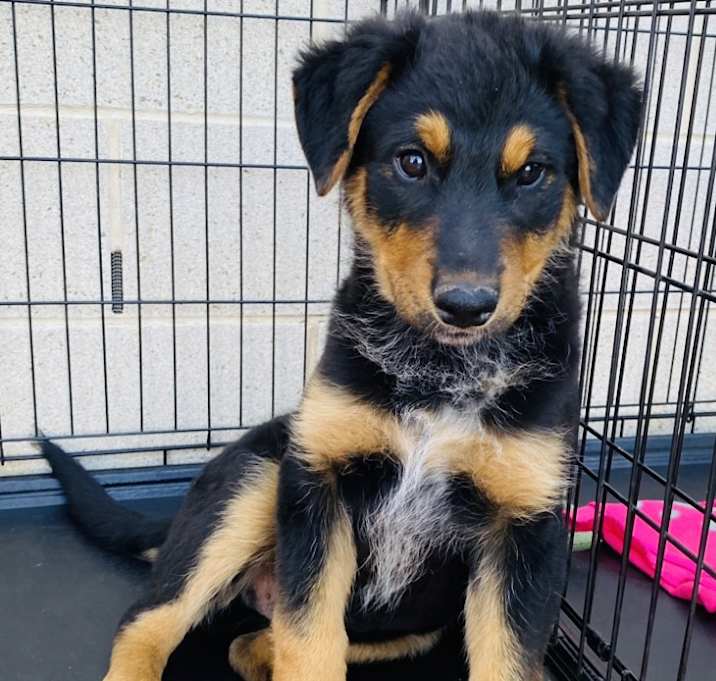 Photo of Black pup 1