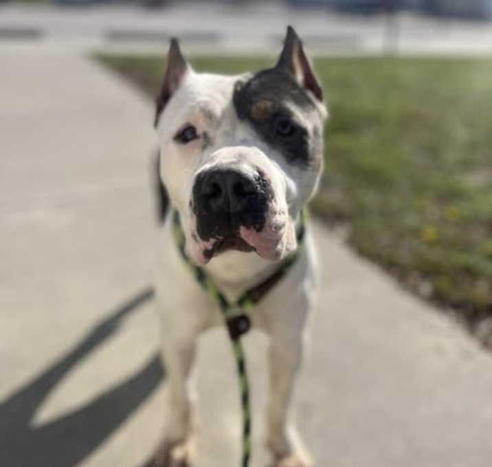 Photo of Olive