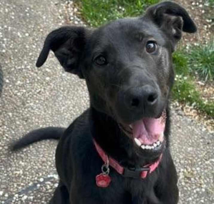 Photo of Charlie Girl