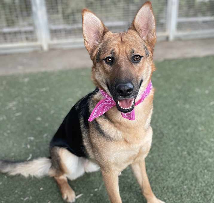 Photo of Sheba / Foster Needed