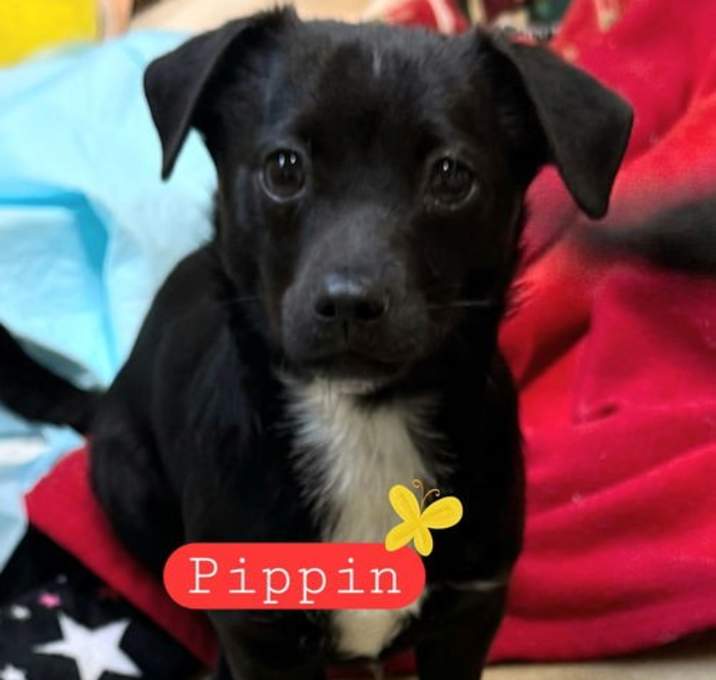 Photo of Pippin