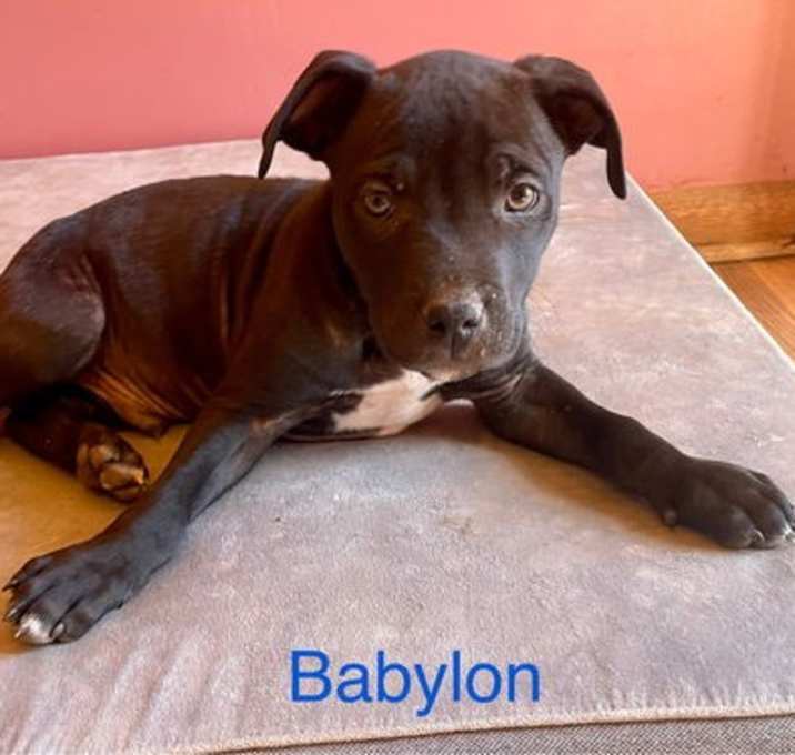 Photo of Babylon