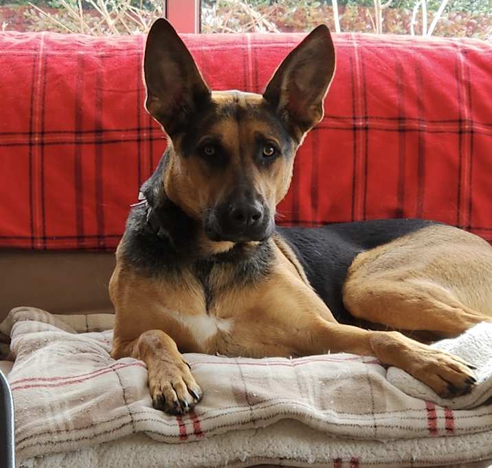 Photo of Scooby