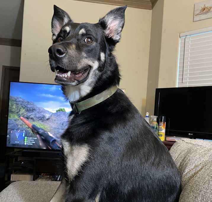 Photo of Dexter