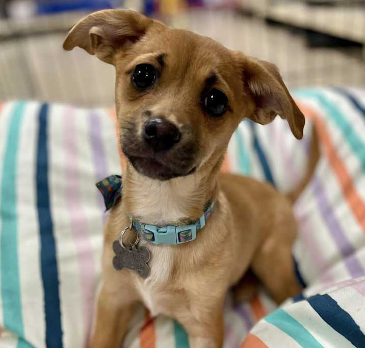 Photo of Bluey