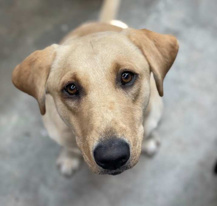 Photo of Waffle