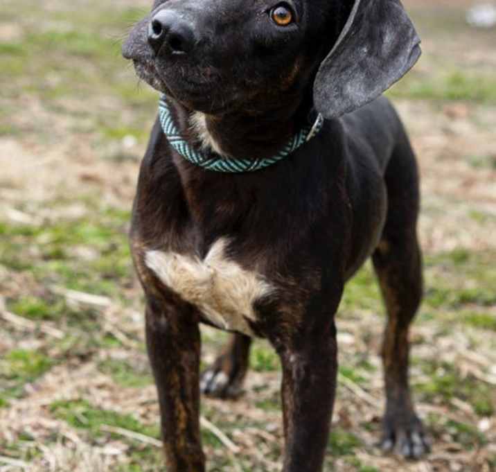 Photo of Silk