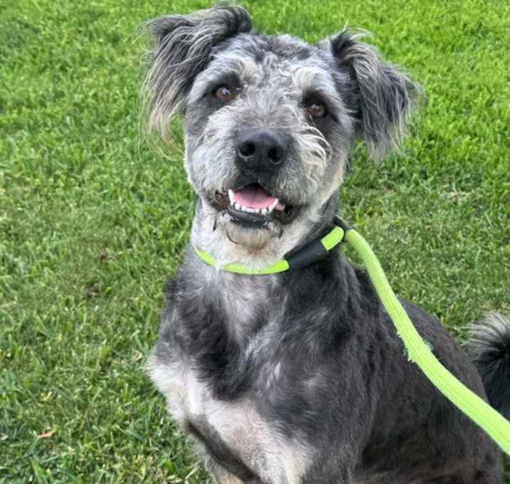 Photo of Mojo