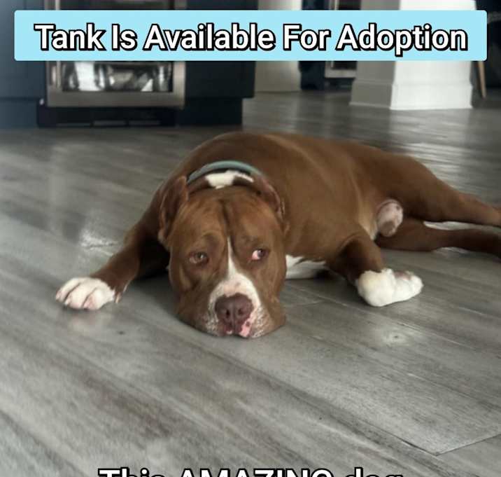 Photo of Tank