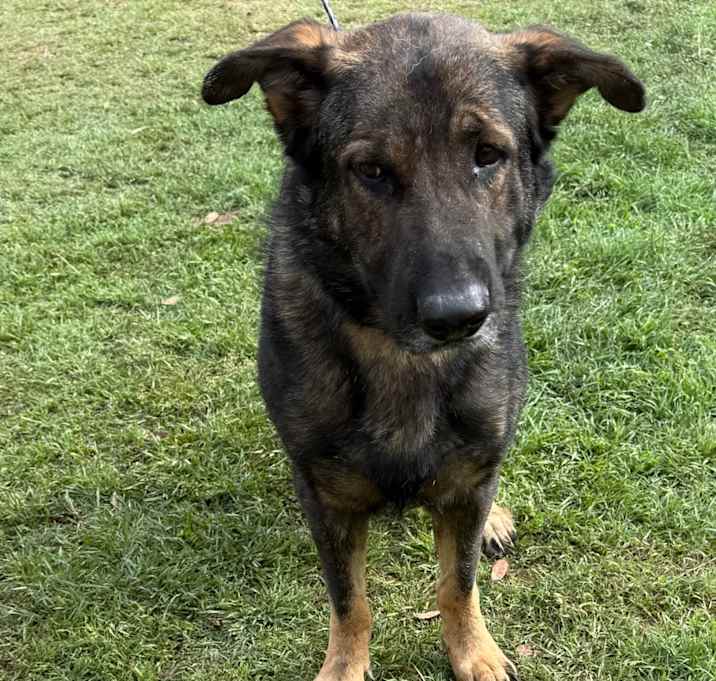 Photo of Hondo