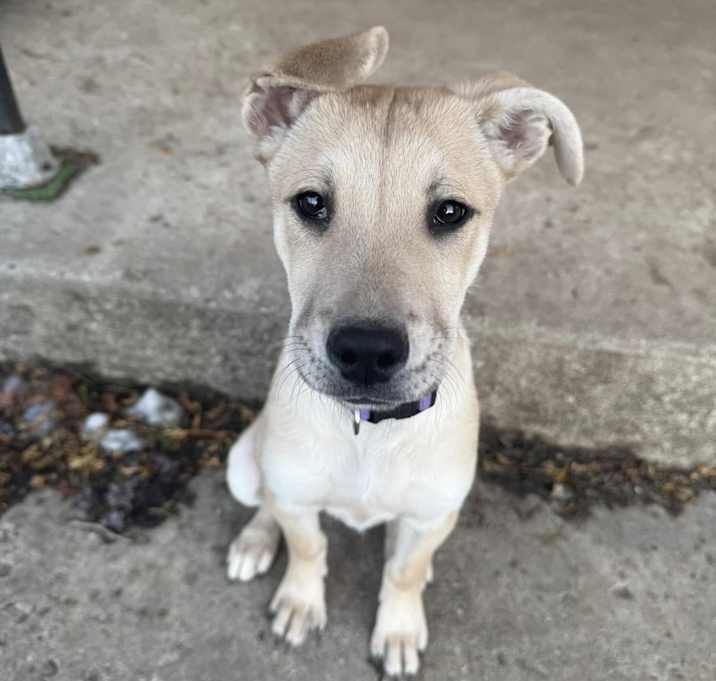Photo of Violet