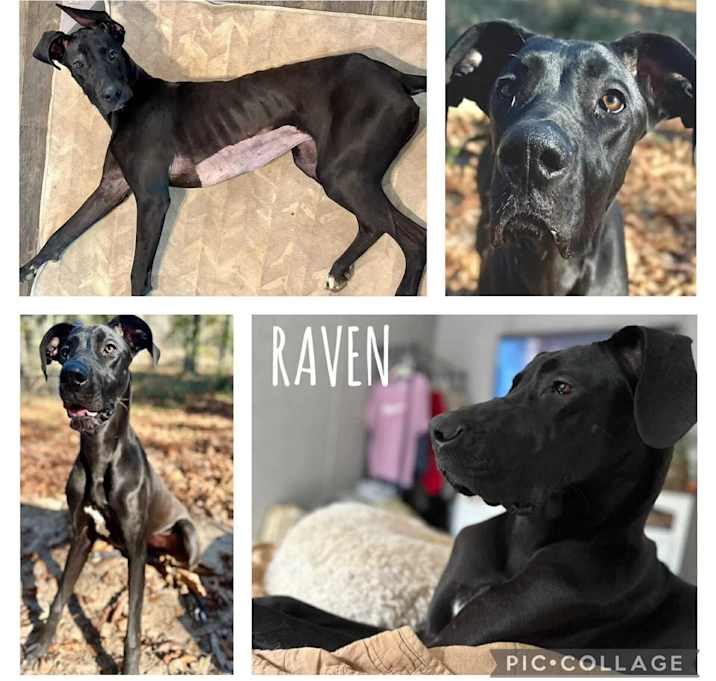 Photo of Raven