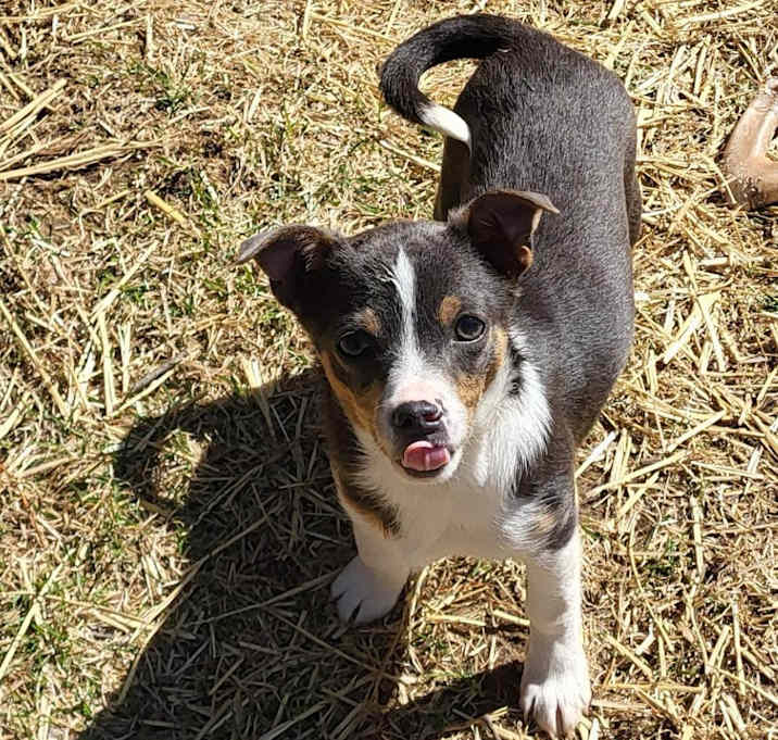 Photo of Tilly. ADOPT PENDING