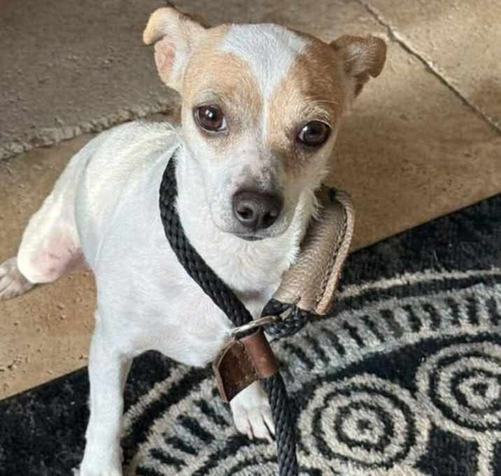 Photo of Twig (AL)