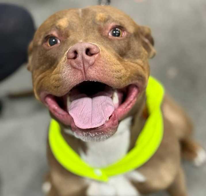 Photo of Sam (FOSTERED LOCALLY)