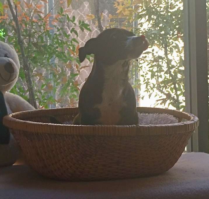 Photo of Rosie