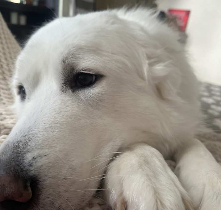 Photo of Apollo