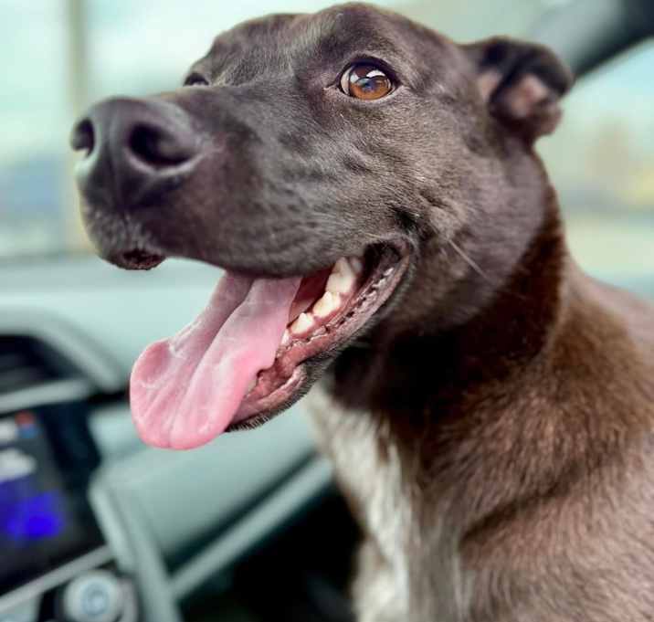 Photo of Chester