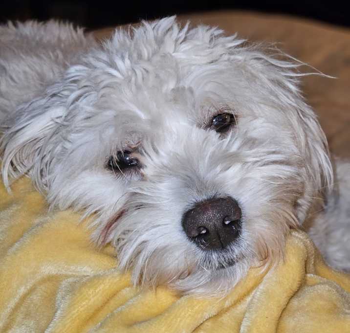 Photo of Dude