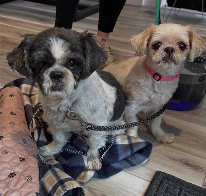 Photo of Leo and Chloe - Bonded Senior Pair
