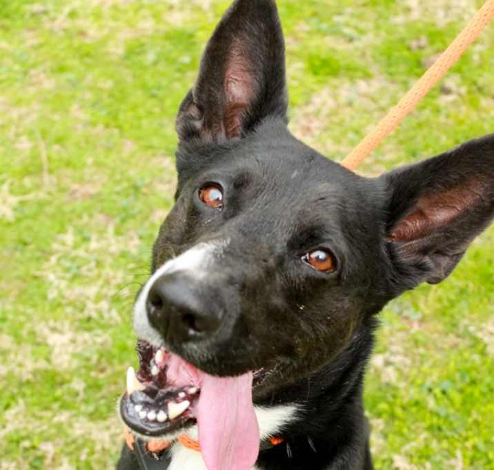 Photo of Baron