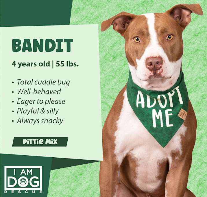 Photo of Bandit