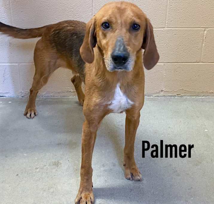 Photo of Palmer